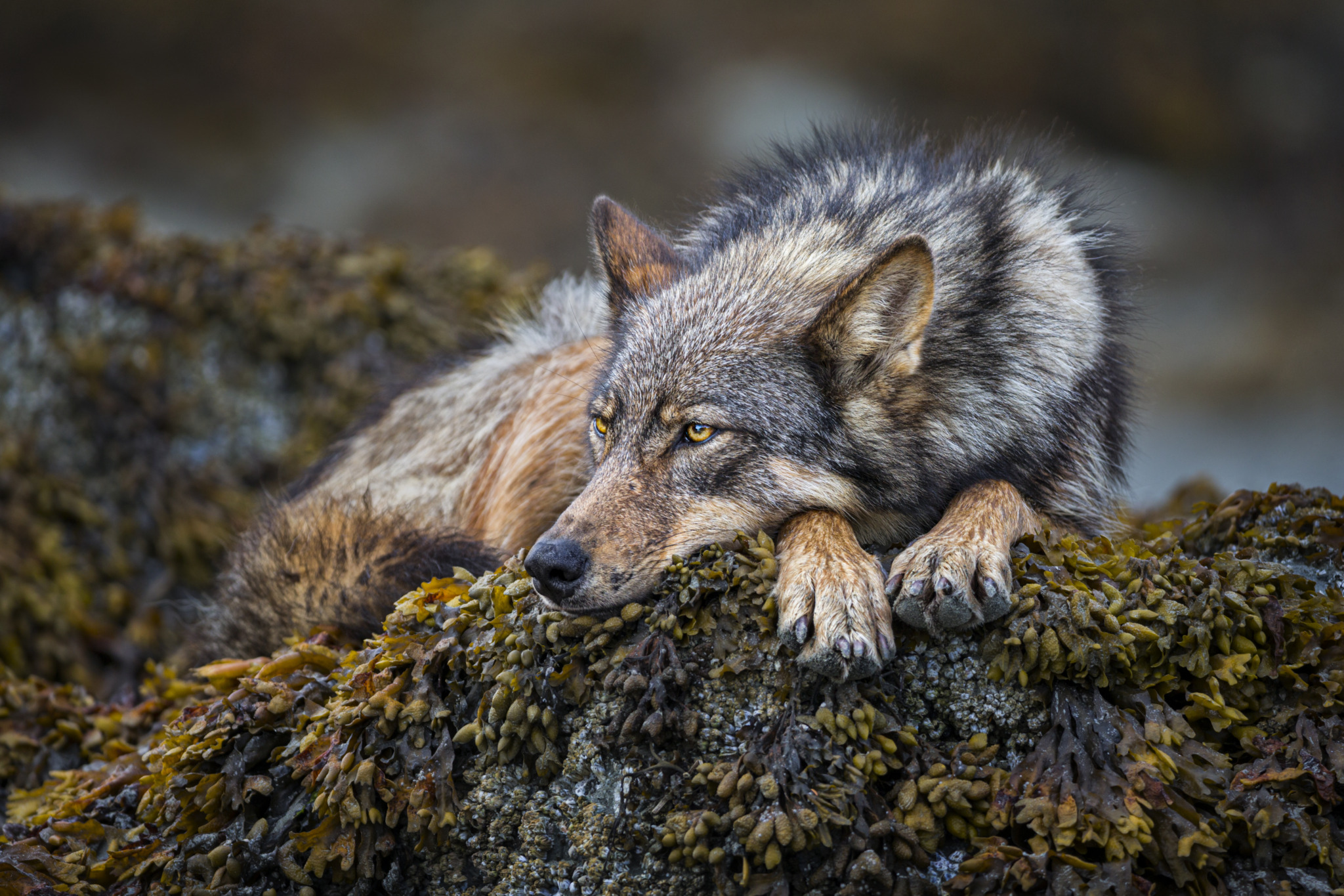 Beyond the Myth: Re-evaluating the Wolf’s Role in the North American Ecosystem