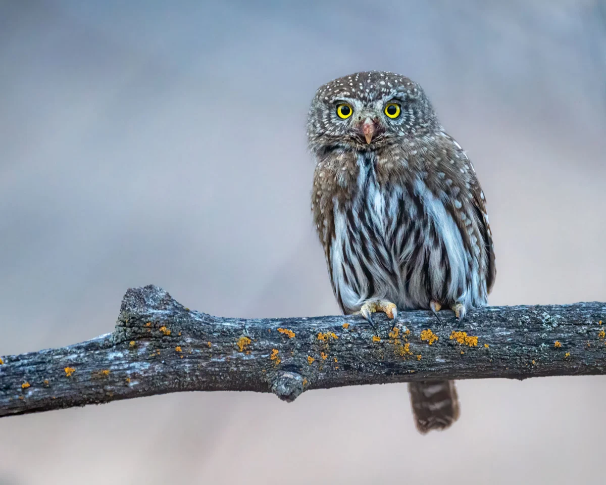 Mastering Owl Photography: Techniques and Ethics for Capturing Enigmatic Raptors