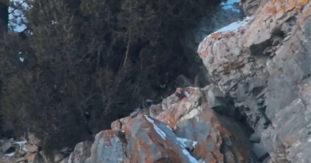 Photographer Spots Tricksy Mountain Lion Lurking in Wildlife Refuge