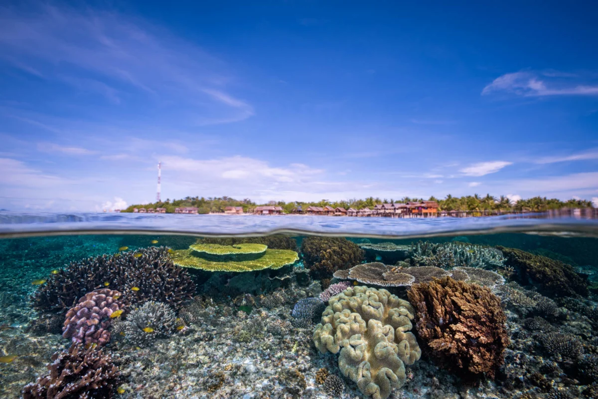 Raja Ampat: A Premier Underwater Photography Destination and Global Biodiversity Hotspot