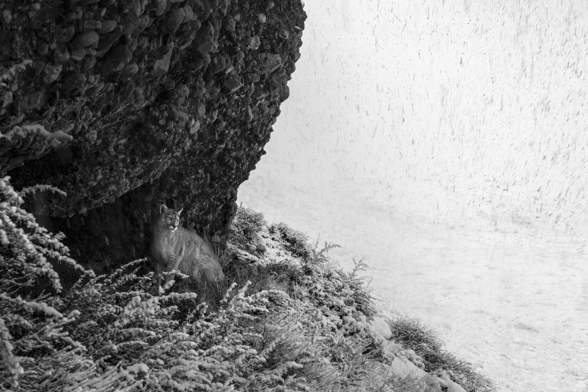 The Elusive Puma: A Photographer’s Journey into the Heart of Patagonian Wilderness