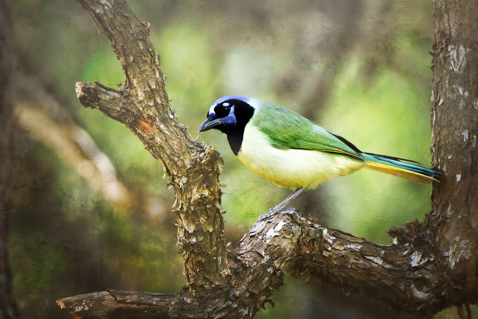 Transforming Technically Sound Photos into Visually Stunning Masterpieces with Luminar Neo’s Color Harmony