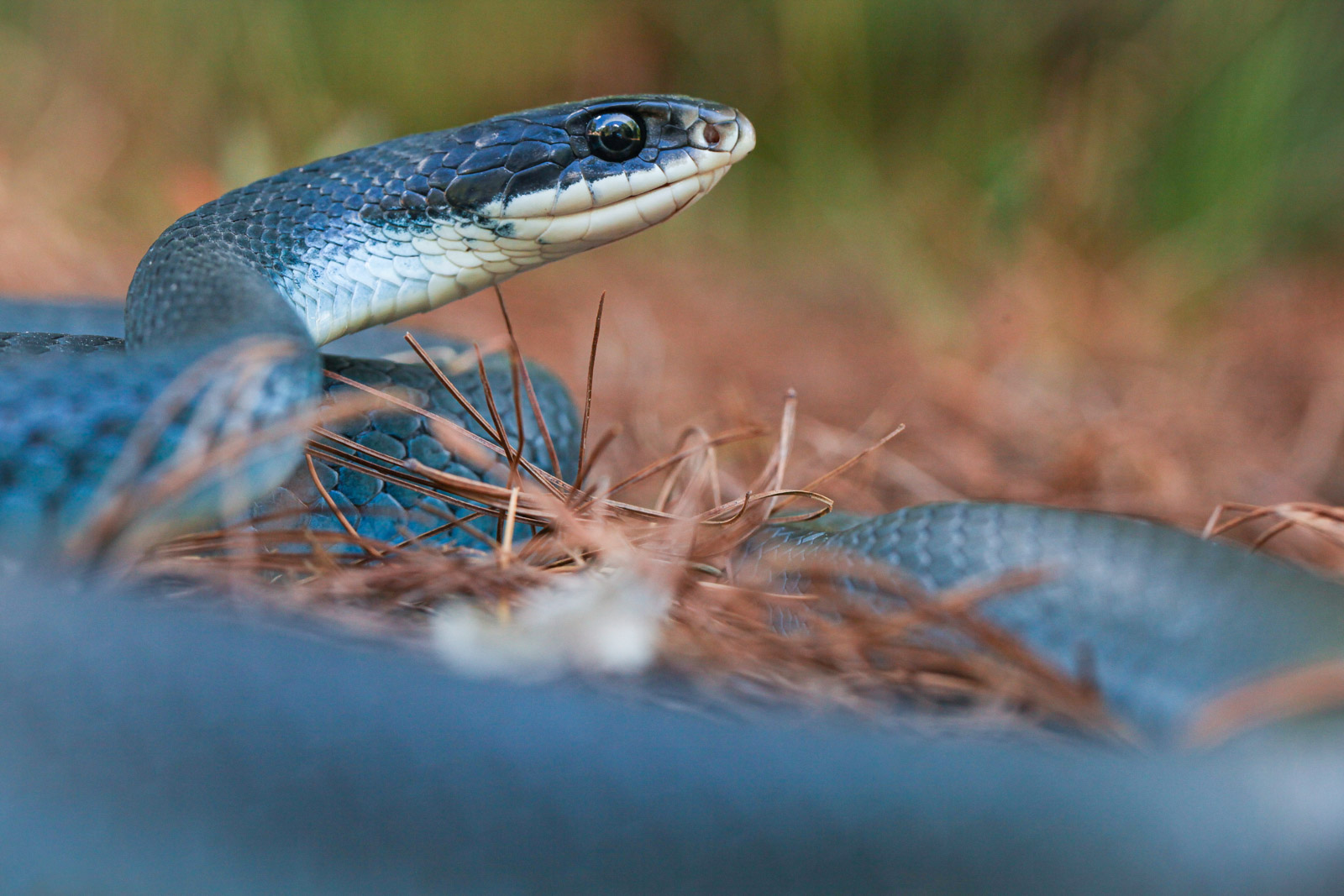 Unveiling the Microcosm: A Deep Dive into Macro Wildlife Photography
