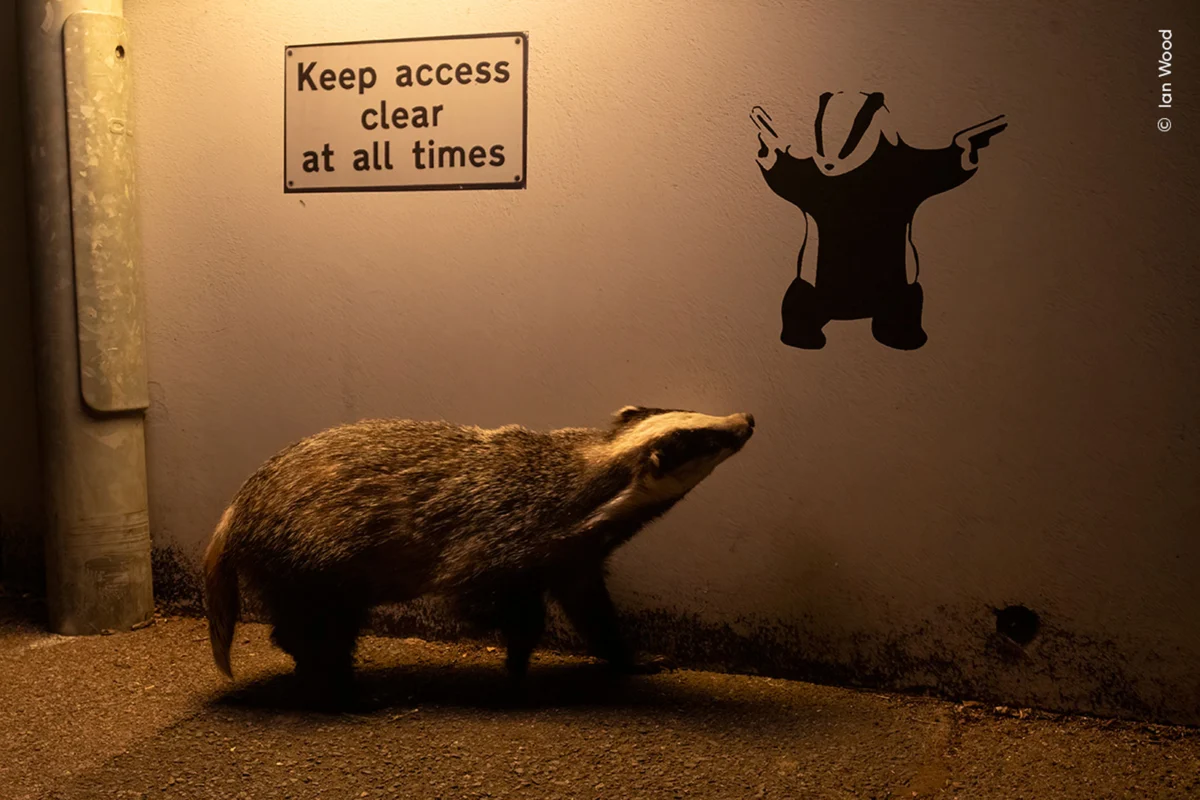 Badger Wins WPOTY People&rsquo;s Choice Award &ndash; Nature TTL