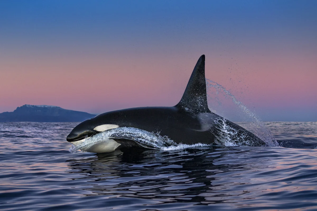 The Dawn Patrol: A Rare and Exquisite Encounter with Norwegian Orcas