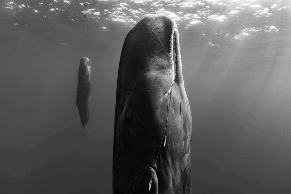 The Enduring Strength Found in the Wild Heart of Our Planet