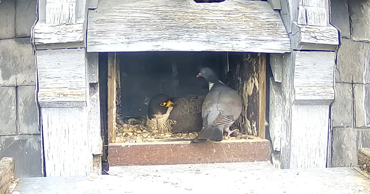 Audacious Wood Pigeon’s Falcon Nest Incursion Captivates Global Audience, Sparks Wildlife Discussion.