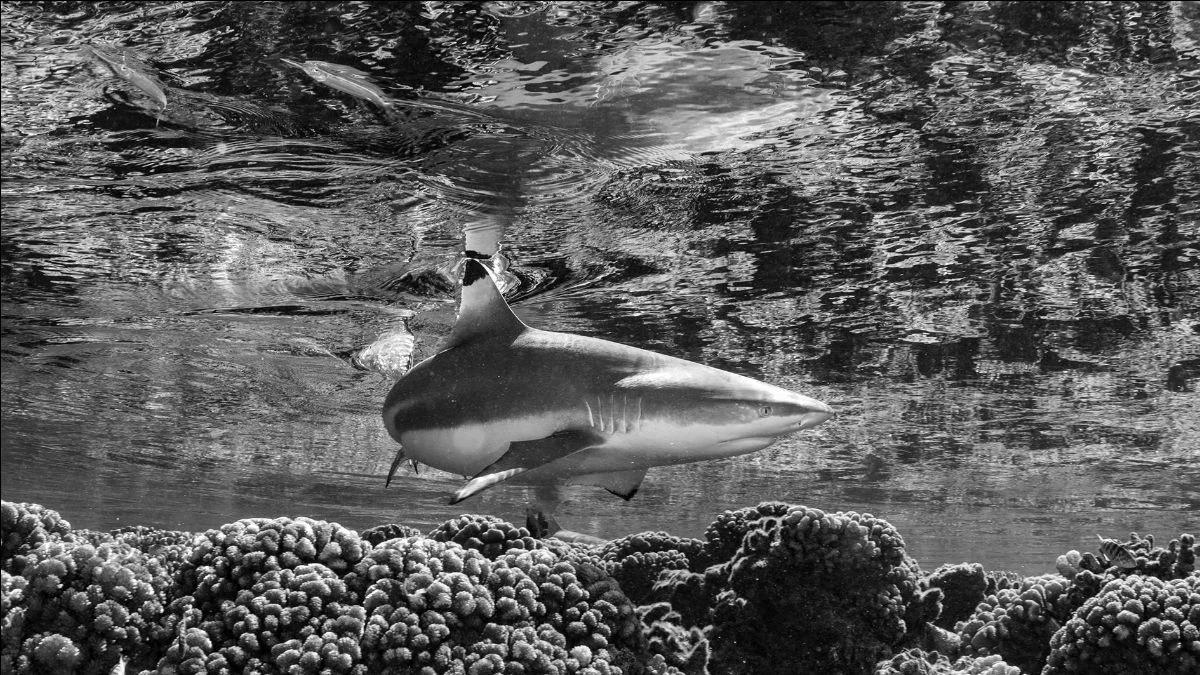 The Spectacle of the Fakarava Atoll: Where Grouper Spawning Ignites a Shark Feeding Frenzy