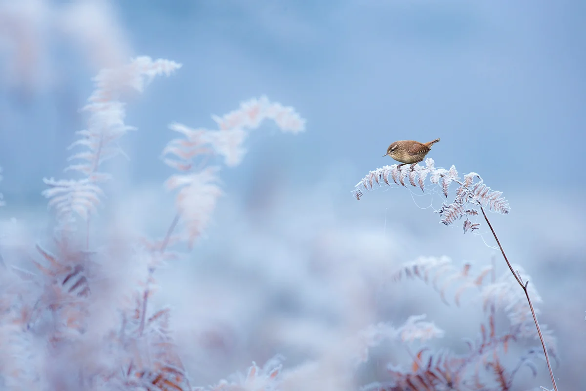 Top Tips for Passerine Bird Photography: A Comprehensive Guide to Capturing Avian Wonders