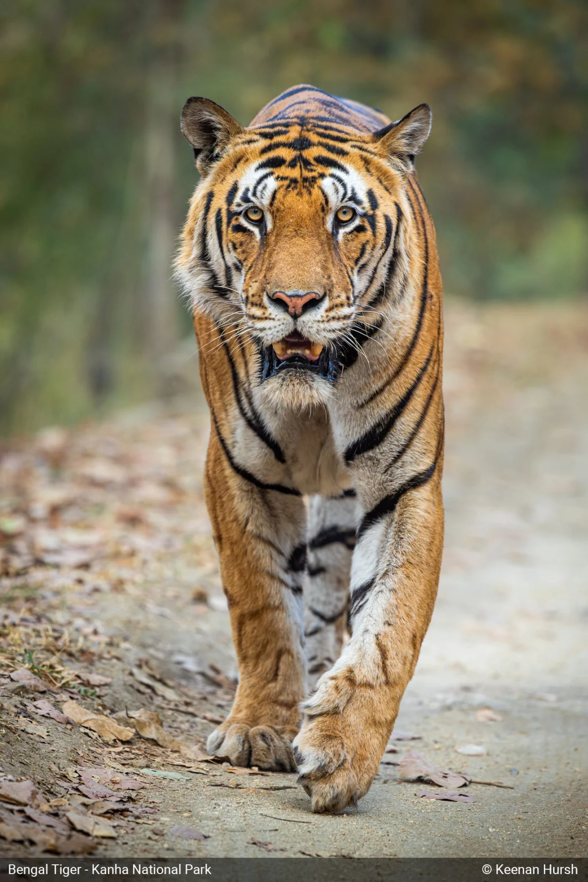 Wildlife Photography’s New Frontier: The Canon EOS R5 Mark II and its Impact on Capturing India’s Majestic Tigers