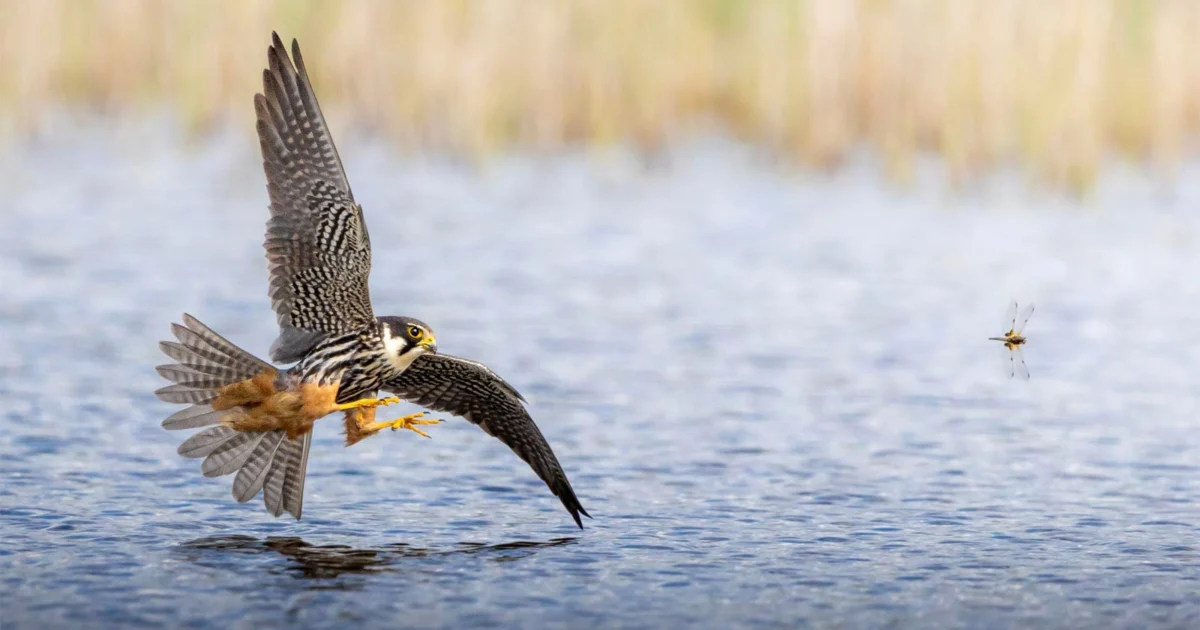 Teenage Prodigy Maksym Breus Secures Top Honor in Norfolk Wildlife Trust Photography Competition with Breathtaking Hobby Falcon Shot