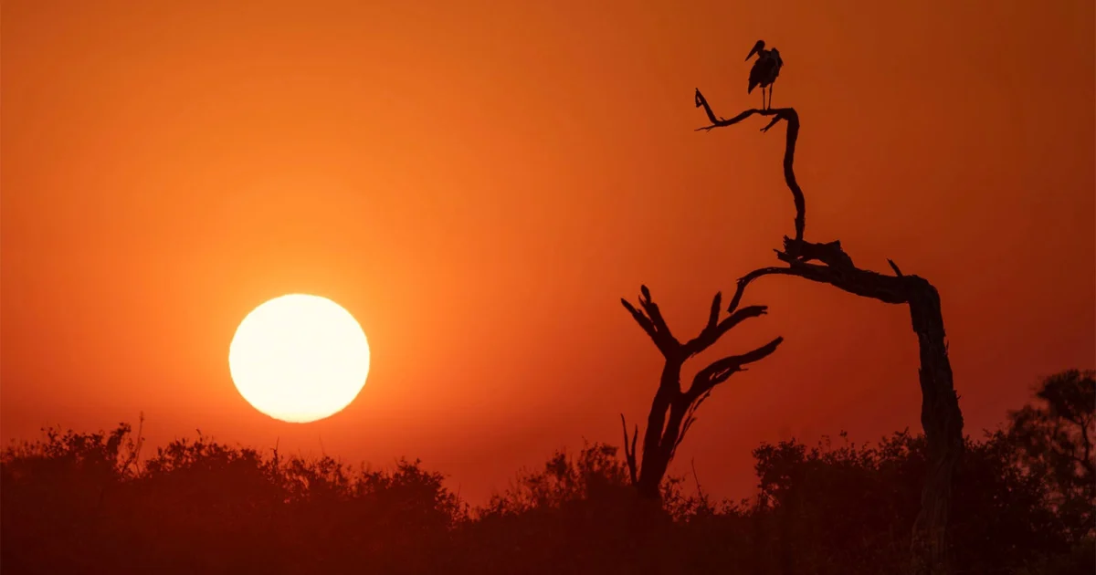 From Capture to Create: The Evolution of Competitive Wildlife Photography